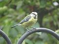 2015-0826_1235_Bluetit_18.5C